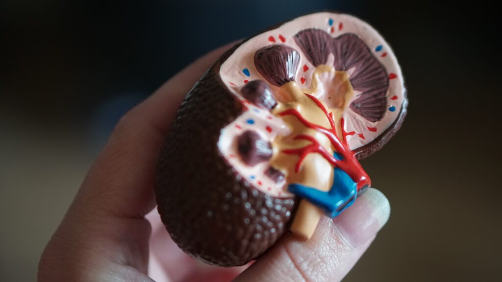 Outcomes for advanced kidney cancer improved by adding Cabometyx to standard immunotherapy treatment