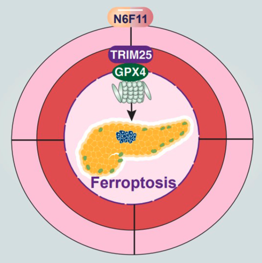 UT Southwestern Medical Center researchers have identified a compound that selectively eliminates cancer cells while sparing immune cells in a form of cell death known as ferroptosis.