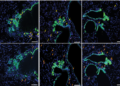 ImmuneFog_Figure 5E crop_reduced number of Tregs following treatment with PI3K-targetted drug with additional cells